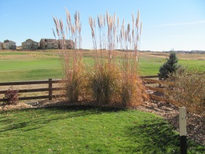Plume Grass Example