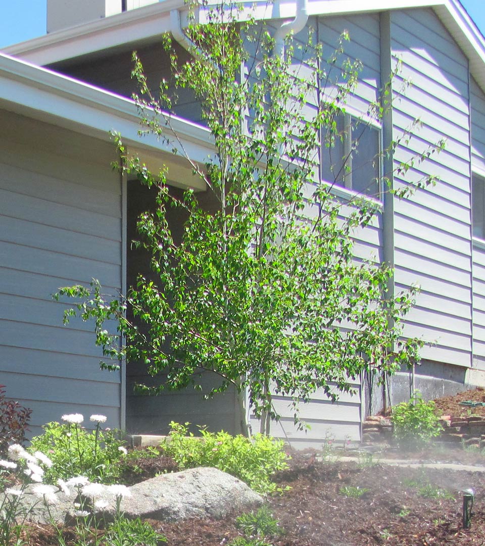 ASIAN WHITE BIRCH is Nov 2016 Plant of the Month – Glacier View ...